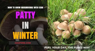 Winter Mushroom Growing: Using Cow Patties for Bountiful Harvests