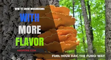 Enhance Your Mushroom Harvest: Secrets to Growing Flavorful Fungi