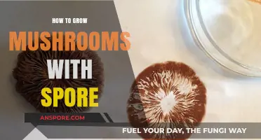 Mastering Mushroom Cultivation: A Step-by-Step Guide to Growing with Spores