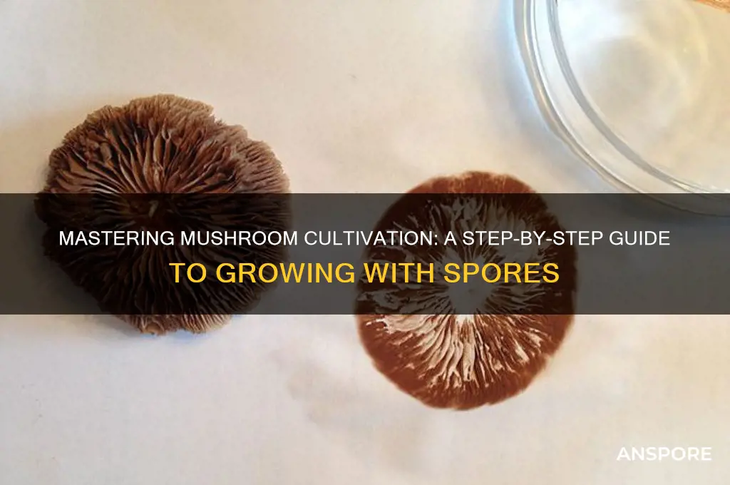 how to grow mushrooms with spore