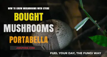 Grow Portabella Mushrooms at Home: Simple Steps with Store-Bought Varieties