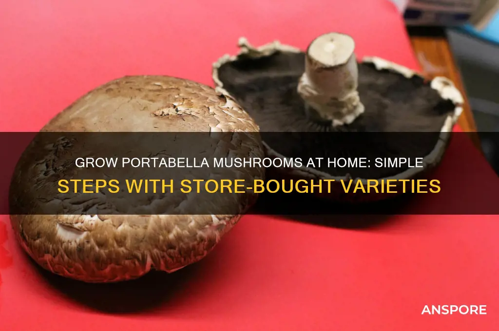 how to grow mushrooms with store bought mushrooms portabella