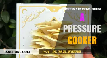 Simple Mushroom Growing: No Pressure Cooker Required for Success