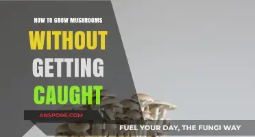 Stealthy Mushroom Cultivation: Tips to Grow Without Raising Suspicion