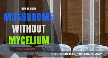 Innovative Mushroom Cultivation: Growing Without Mycelium Made Simple