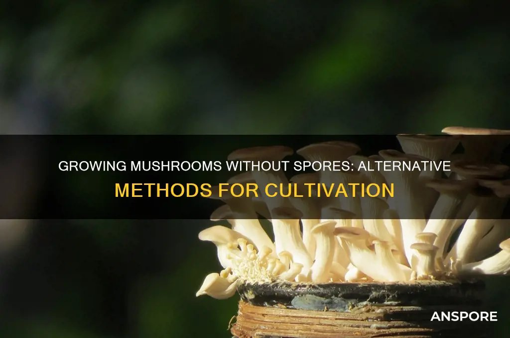 how to grow mushrooms without spores syringe