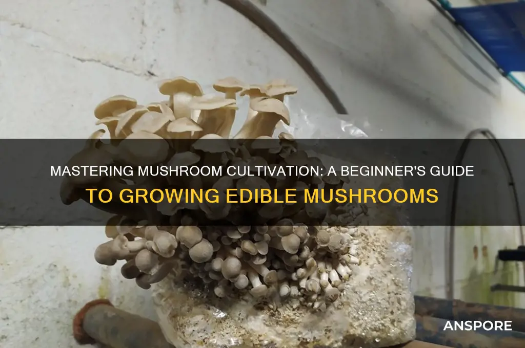 how to grow my own edible mushrooms