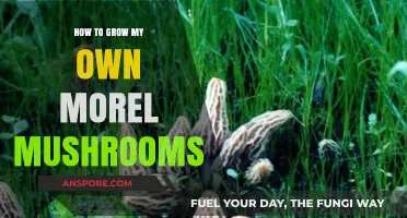Mastering Morel Cultivation: A Beginner's Guide to Growing Your Own Mushrooms