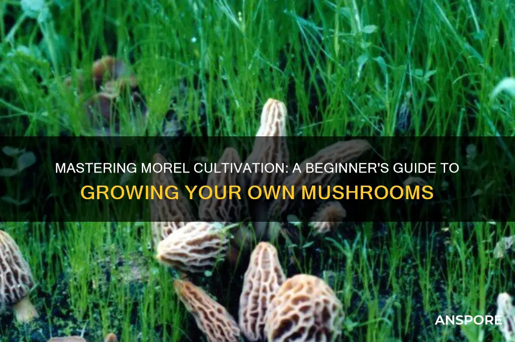 how to grow my own morel mushrooms