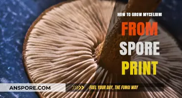 Mastering Mycelium Growth: A Step-by-Step Guide from Spore Print