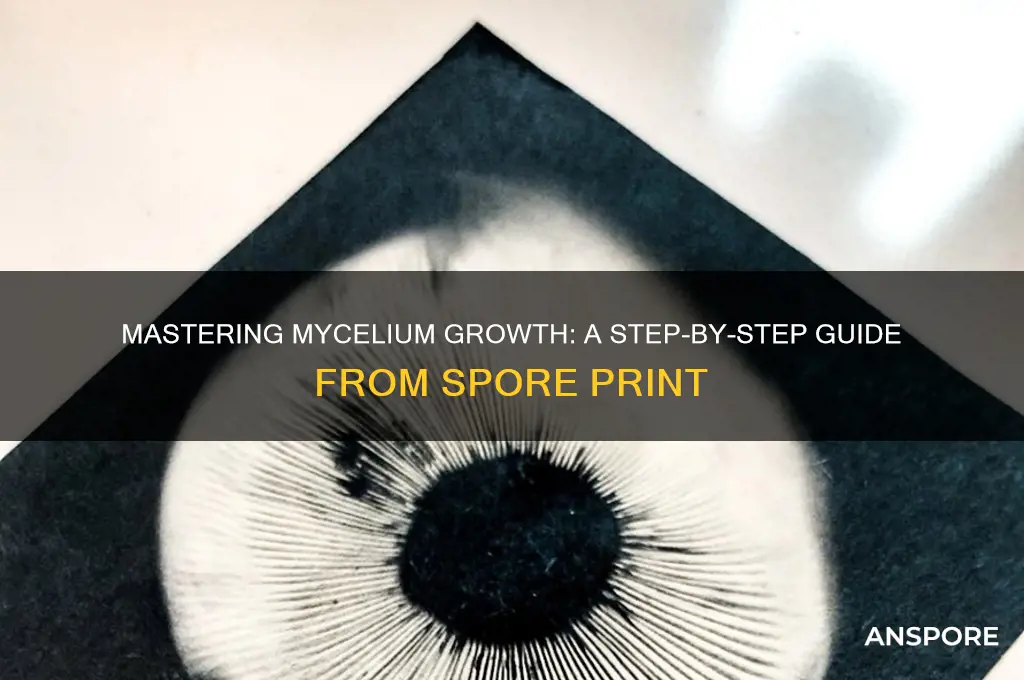 how to grow mycelium from spore print