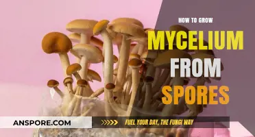 Mastering Mycelium Growth: A Step-by-Step Guide to Cultivating Spores