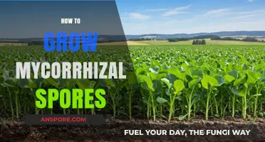 Cultivating Mycorrhizal Spores: A Step-by-Step Guide to Healthy Fungal Networks