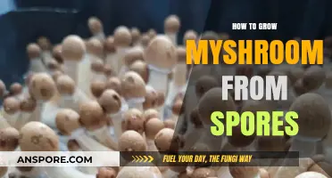 Mastering Mushroom Cultivation: A Step-by-Step Guide to Growing from Spores