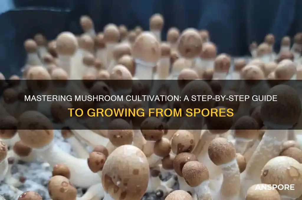 how to grow myshrooms from spores