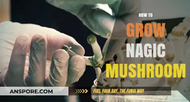Cultivating Magic Mushrooms: A Step-by-Step Guide to Successful Growth