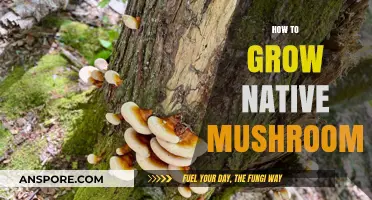 Cultivating Native Mushrooms: A Step-by-Step Guide to Successful Growth