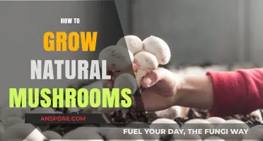 Mastering Mushroom Cultivation: A Guide to Growing Natural Mushrooms