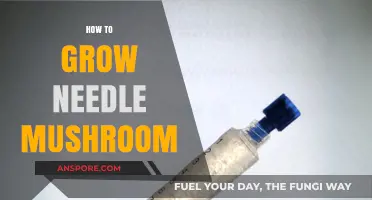 Mastering Needle Mushroom Cultivation: A Step-by-Step Growing Guide