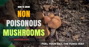 Safe Mushroom Cultivation: Growing Non-Poisonous Varieties at Home