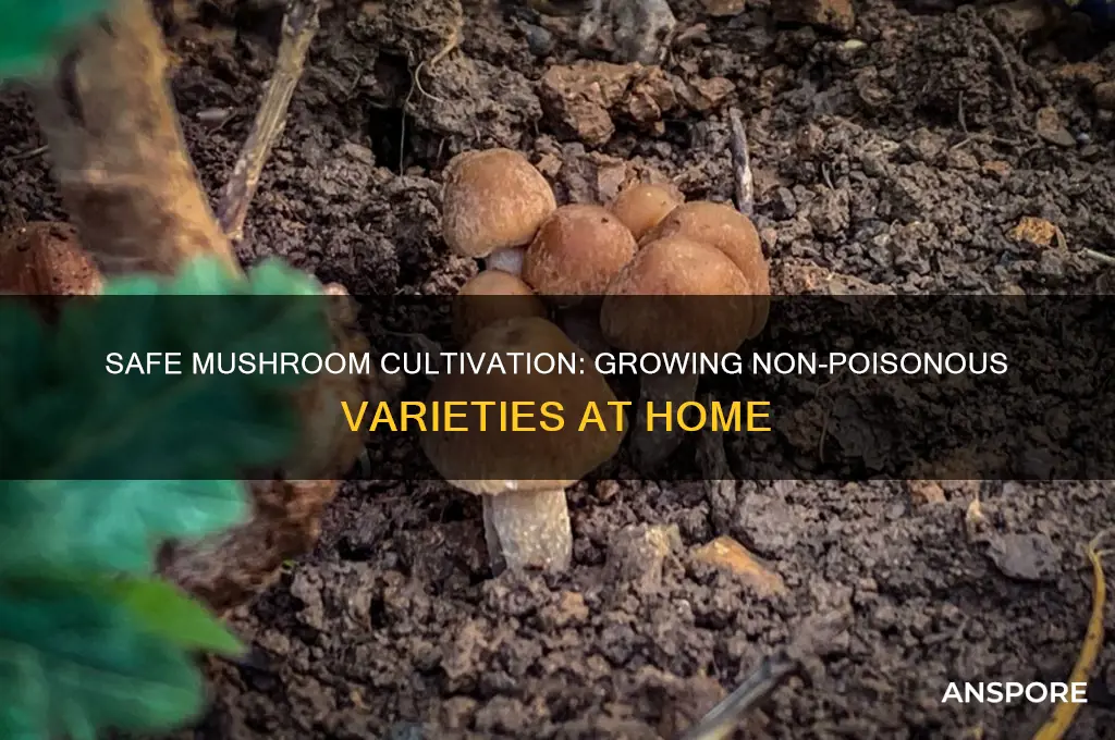 how to grow non poisonous mushrooms