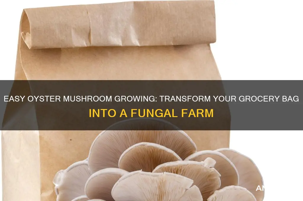 how to grow oister mushroom out of a groshery bag