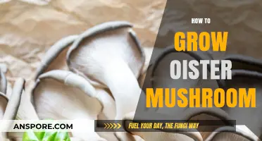 Mastering Oyster Mushroom Cultivation: Simple Steps for Abundant Harvests
