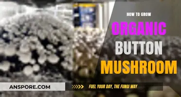 Mastering Organic Button Mushroom Cultivation: Simple Steps for Abundant Harvests