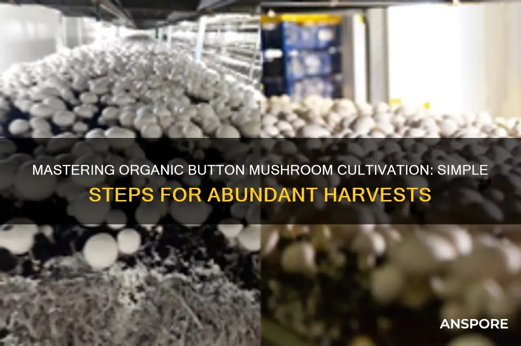 how to grow organic button mushrooms
