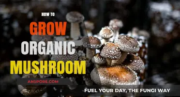 Mastering Organic Mushroom Cultivation: Simple Steps for Bountiful Harvests