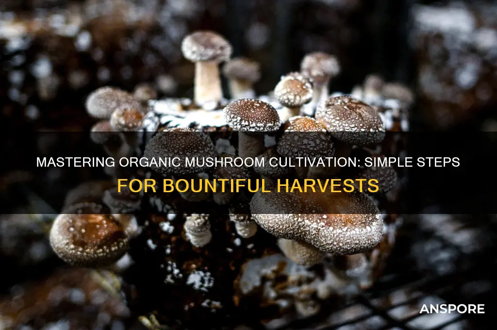 how to grow organic mushroom