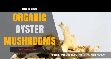 Mastering Organic Oyster Mushroom Cultivation: Simple Steps for Abundant Harvests