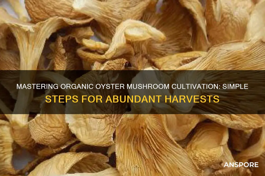 how to grow organic oyster mushrooms