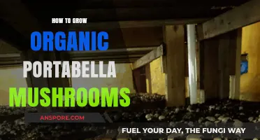 Mastering Organic Portabella Mushroom Cultivation: A Step-by-Step Guide