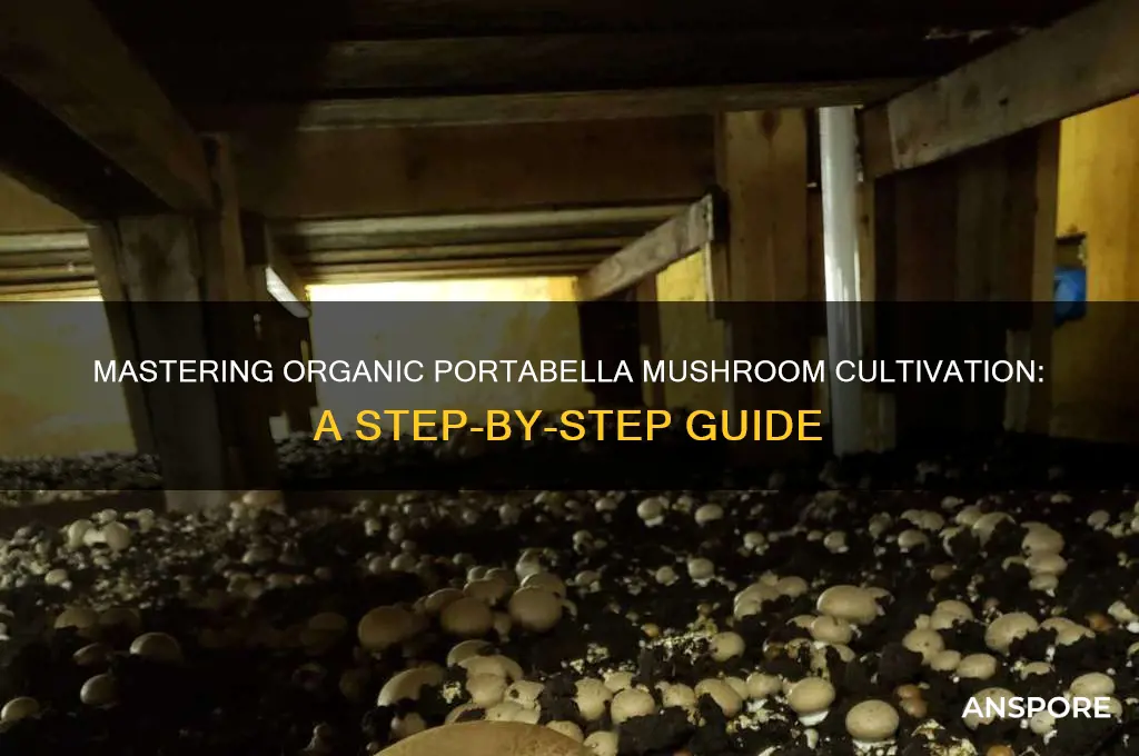 how to grow organic portabella mushrooms