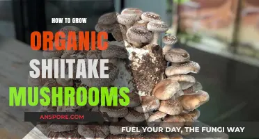 Master Organic Shiitake Mushroom Cultivation: Simple Steps for Abundant Harvests