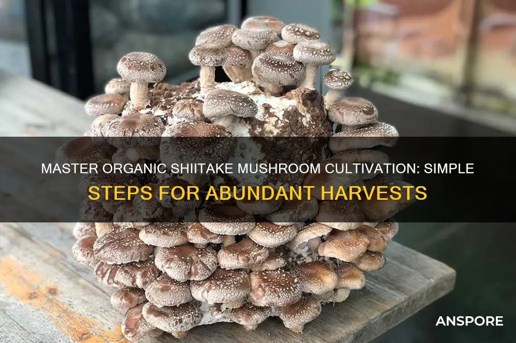 how to grow organic shiitake mushrooms