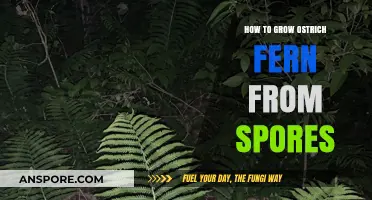 Growing Ostrich Ferns from Spores: A Step-by-Step Guide