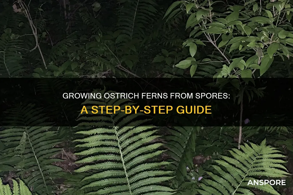 how to grow ostrich fern from spores
