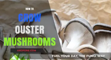 Mastering Oyster Mushroom Cultivation: A Step-by-Step Growing Guide