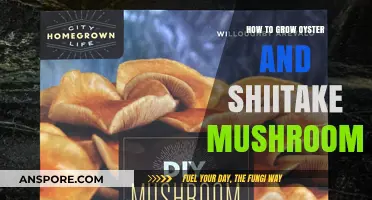 Mastering Mushroom Cultivation: Growing Oyster and Shiitake at Home