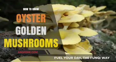 Mastering Oyster Golden Mushroom Cultivation: Simple Steps for Abundant Harvests