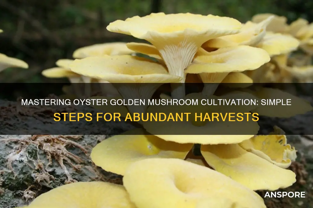how to grow oyster golden mushrooms