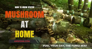 Easy Steps to Grow Oyster Mushrooms at Home: A Beginner's Guide