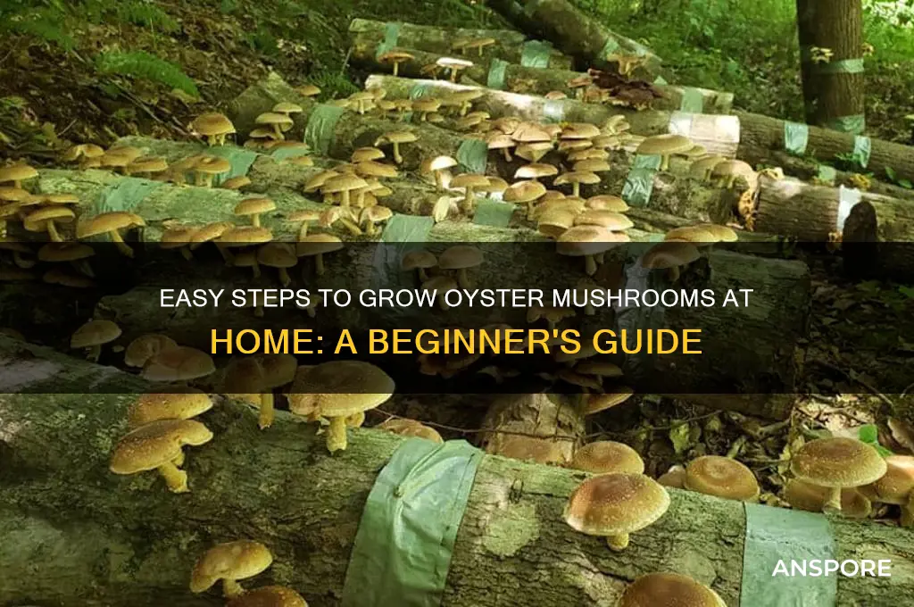 how to grow oyster mushroom at home