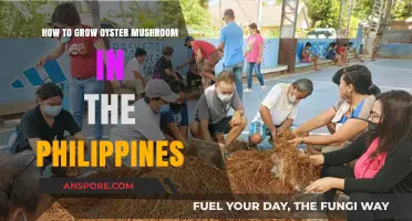 Mastering Oyster Mushroom Cultivation in the Philippines: A Step-by-Step Guide