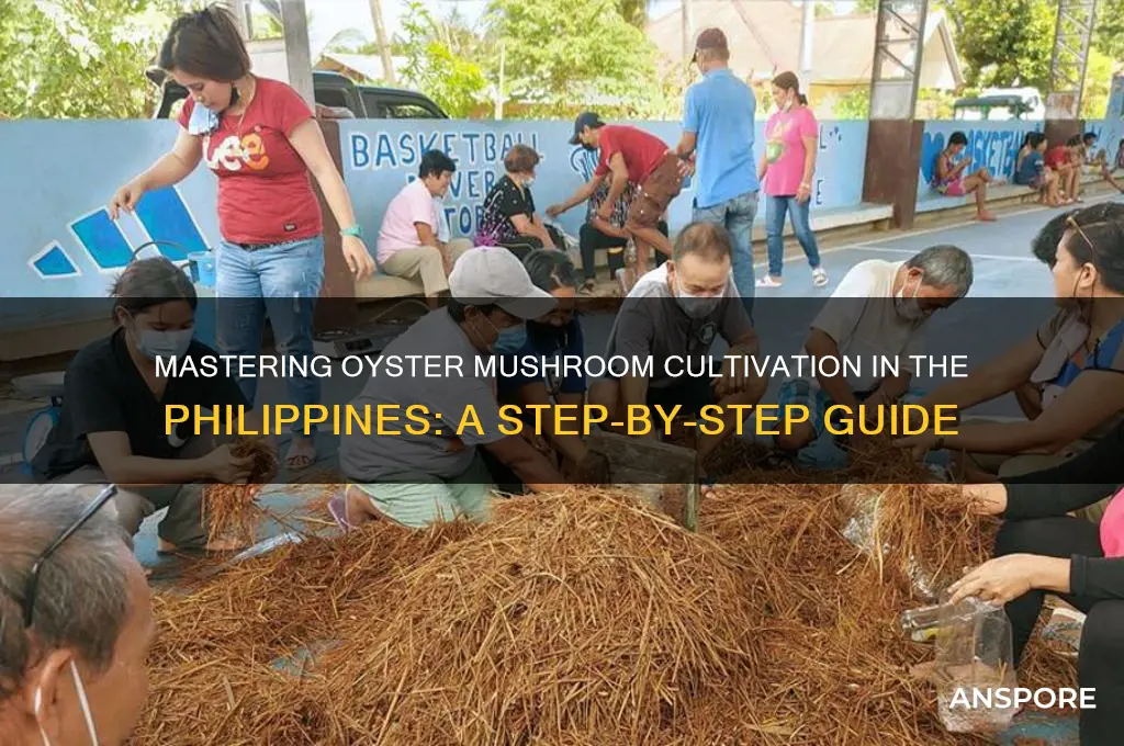 how to grow oyster mushroom in the philippines