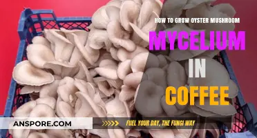 Growing Oyster Mushroom Mycelium in Coffee Grounds: A Simple Guide