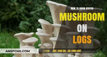 Master Log Cultivation: Growing Oyster Mushrooms at Home Easily