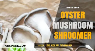Mastering Oyster Mushroom Cultivation: A Shroomery Beginner's Guide